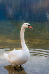 swan on the lake