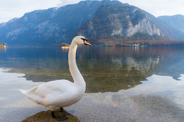 swan on the lake