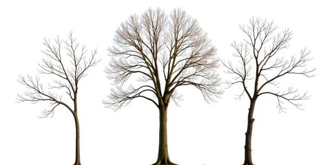 Obraz premium Isolated branches of deciduous trees with brown bark on a white background, bare branches, branchwork, tree