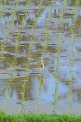 A Symphony of Wings: Java Pond Heron Takes Flight Over Emerald Rice