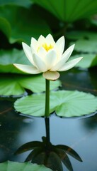Water lily on white background in shallow water, greenery, calm, plant