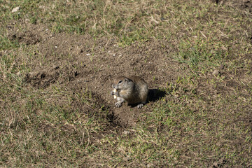 Kabardino-Balkaria. Chegem. Gopher stands on its hind legs and eats. Gopher (Latin Spermophilus) is genus of rodents of squirrel family. There is green and dry grass around gopher. October 2024.