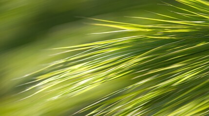 Obraz premium Close-up view of vibrant green pine needles