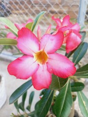 pink and white flower