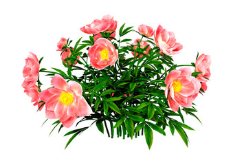 3D Rendering Peony Flowers on White