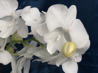 white orchid flower