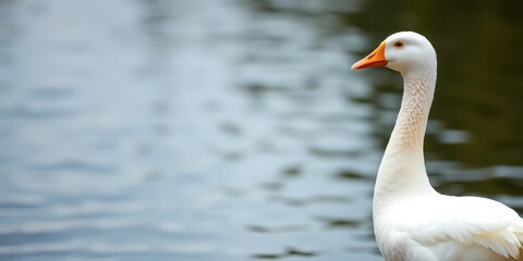 Obraz premium A pristine white goose stands tall, its bright orange beak pointed forward, zoo animal, animal portrait