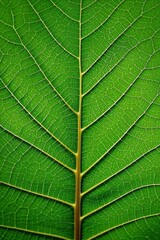 a close up of a leaf with a thin stem