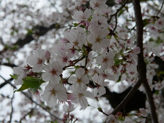 Sakura Cherry Blossoms in Japan