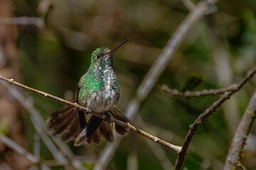 A small, sparkling hummingbird sits on a thin branch