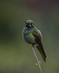 A colorful hummingbird gracefully settled on the delicate tip of a slender branch