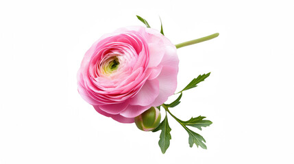 a pink rose with leaves on a transparent background, PNG image, PNG file, Generative art.