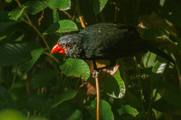 A dark bird with a bright red beak, partially obscured in the shadows of the forest
