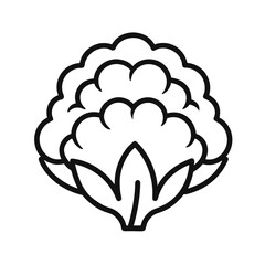 Cauliflower outline icon on white background