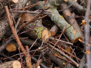A close-up shot of a heap of branches and twigs
