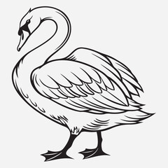 exclusive swan line art vector illustration