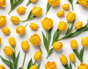 Yellow tulip flowers isolated on white background, for your creative design and decoration. Yellow tulips isolated on white