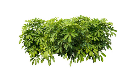 Green plant isolated 