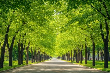 Naklejka premium Avenue of Trees with Vibrant Green Foliage in Early Spring Sunlight