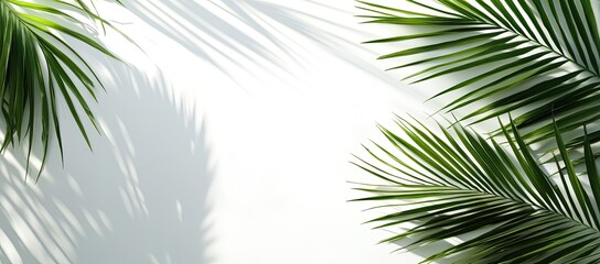 Obraz premium Lush palm fronds cast shadows on white