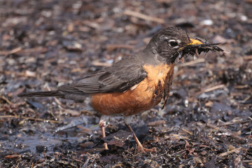 Robin at waterfront with mud on body picking up vegetation and mud to make a nest in spring