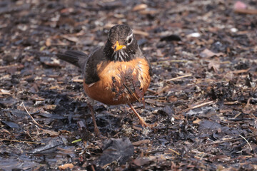 Robin at waterfront with mud on body picking up vegetation and mud to make a nest in spring
