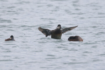 Ruddy duck flock at Harbour in springtime, males and females, swimming, feeding, preening