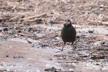 common grackle in unsual habitat, lakefront, in spring gathering nesting materials