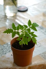 Pomidory, sadzonki przygotowane do zasadzenia w ogrodzie, doniczki plastikowe, rozsada przygotowana w domu do uprawy. Ekologiczne pomidory rosną w doniczkach.