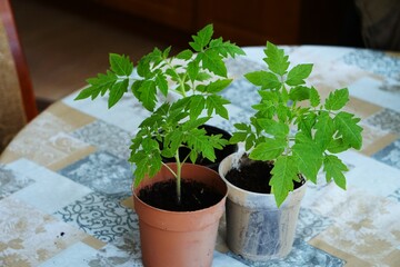 Pomidory, sadzonki przygotowane do zasadzenia w ogrodzie, doniczki plastikowe, rozsada przygotowana w domu do uprawy. Ekologiczne pomidory rosną w doniczkach.