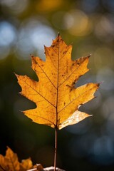 a close up of a leaf on a stick with a blurry background