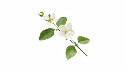 a branch of apple with white blossoms on a transparent background, PNG image, PNG file, Generative art.
