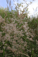 white grass in the wind
