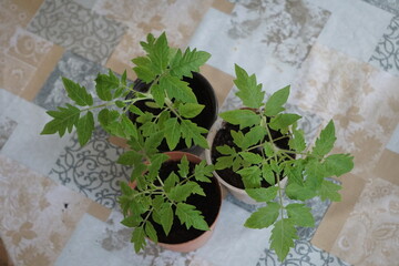 Sadzonki pomidorów rosną w plastikowych doniczkach, z każdym dniem stają się silniejsze. Niedługo będą gotowe do przesadzenia do ogrodu.   © Adam