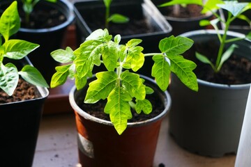 Sadzonki pomidorów rosną w małych plastikowych doniczkach, a ich zielone liście rozwijają się w naturalnym świetle. Wczesny etap uprawy, czyli przygotowanie rozsady. © Adam