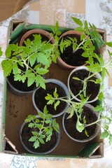 Sadzonki pomidorów rosną w małych plastikowych doniczkach, a ich zielone liście rozwijają się w naturalnym świetle. Wczesny etap uprawy, czyli przygotowanie rozsady.