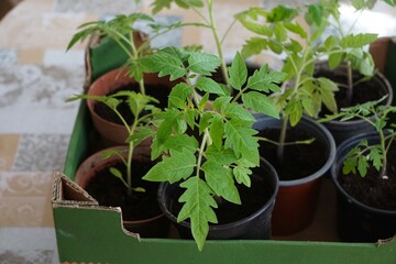 Sadzonki pomidorów rosną w małych plastikowych doniczkach, a ich zielone liście rozwijają się w naturalnym świetle. Wczesny etap uprawy, czyli przygotowanie rozsady.