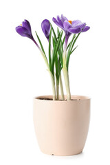 Pot with beautiful crocus flowers isolated on white background