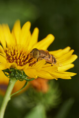 closeup view of tiger fly resting on green