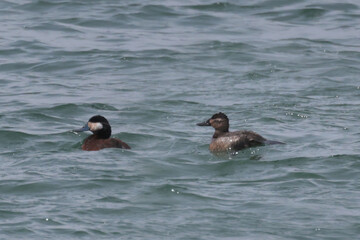 Ruddy ducks in sppring in a flock on the lake