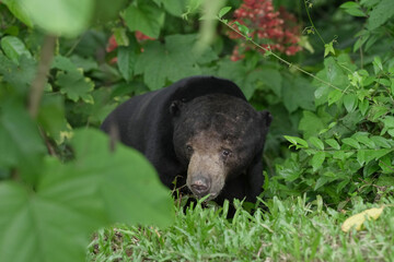 Malayan Sun Bear (Helarctos malayanus) in the nation park at Thailand.