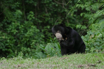 Malayan Sun Bear (Helarctos malayanus) in the nation park at Thailand.