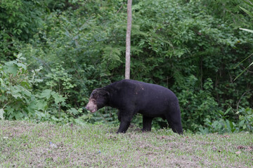 Malayan Sun Bear (Helarctos malayanus) in the nation park at Thailand.