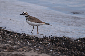 Killdeer at lake in spring