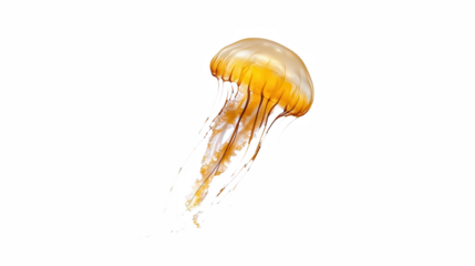 an orange and yellow jellyfish floating in the water on a transparent background, PNG image, PNG file, Generative art.