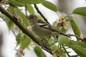 Fototapeta premium female Chaffinch fringilla coelabs perched in a tree