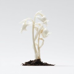 Obraz premium Delicate White Plant Sprout Emerging from Soil on White Background