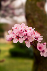 Fototapeta premium Pink flowers