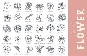 set of flowers. 30 vector illustration flowers and their flower names style line icons: tulip, poppy, sunflower, rafflesia, jasmine, roses, edelweiss, lily, lavender, gardenia, orchid, pansy, daisy