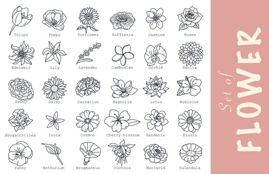 set of flowers. 30 vector illustration flowers and their flower names style line icons: tulip, poppy, sunflower, rafflesia, jasmine, roses, edelweiss, lily, lavender, gardenia, orchid, pansy, daisy